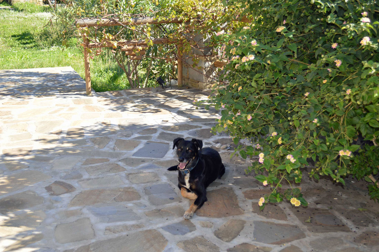 Urlaub mit Hund im Cilento