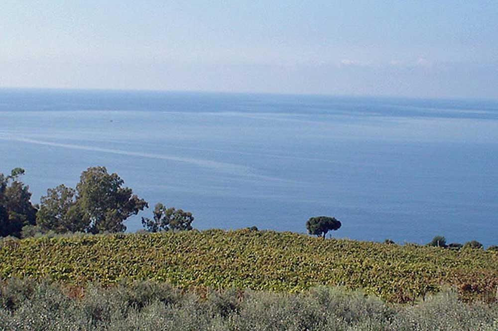Ausblick über Weinreben und Olivenbäumen aufs weite Meer