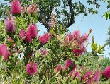Auch dieser rosa Pfeifenreiniger wächst im Innenhof der Tenuta Mezzorecchio