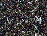 Oliven nach der Ernte, vor der Pressung