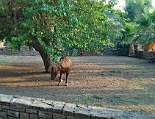 Das Pony Carmela unterm Maulbeerbaum